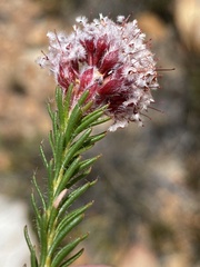 Sorocephalus lanatus