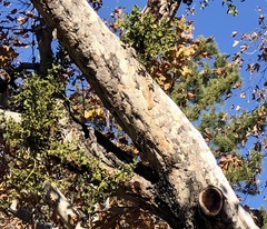 Phoradendron macrophyllum