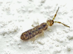 Isotominae