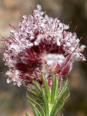 Sorocephalus lanatus