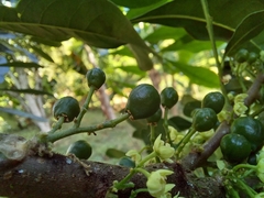 Trichilia havanensis