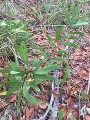 Hakea florulenta