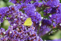 Eurema smilax