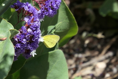 Eurema smilax