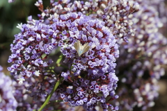Theclinesthes serpentata