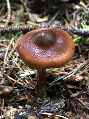 Cortinarius aurantiobasis