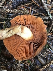 Cortinarius aurantiobasis