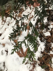 Thuja plicata