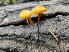 Cyptotrama chrysopepla