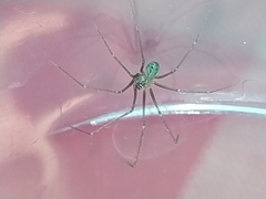 Psilochorus simoni
