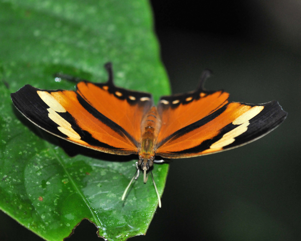 Tiger Leafwing