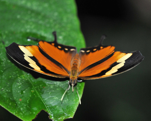 Tiger Leafwing