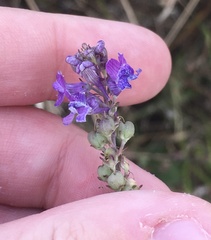 Linaria purpurea