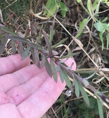 Linaria purpurea