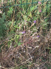 Linaria purpurea