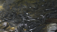 Neolissochilus stracheyi