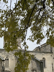 Celtis australis