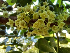 Trichilia havanensis