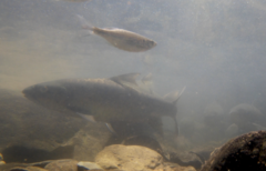 Neolissochilus stracheyi