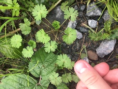 Geranium molle
