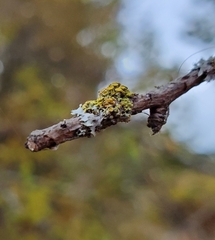 Xanthoria parietina