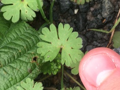 Geranium molle