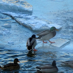 Anas platyrhynchos