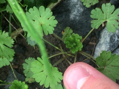 Geranium molle