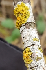 Xanthoria parietina