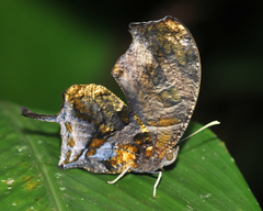 Consul fabius diffusus