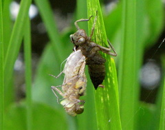 Libellula depressa