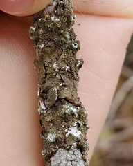 Melanelixia subaurifera