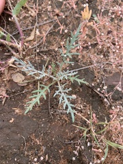 Hymenopappus flavescens