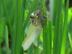 Libellula depressa