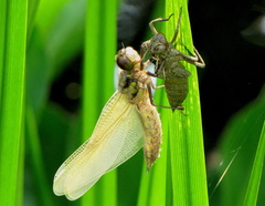 Libellula depressa