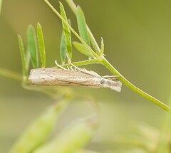 Culladia cuneiferellus