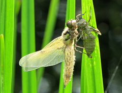 Libellula depressa