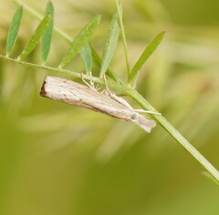 Culladia cuneiferellus