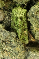 Ichneutica plena