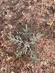 Hymenopappus flavescens