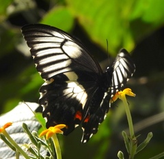 Papilio gambrisius