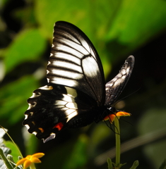 Papilio gambrisius