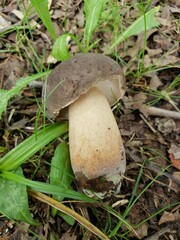 Tylopilus
