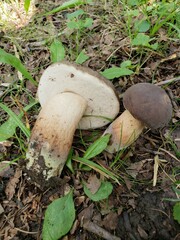 Tylopilus