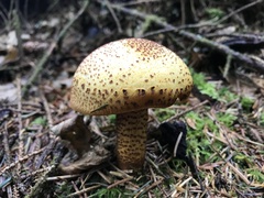 Pholiota squarrosoides