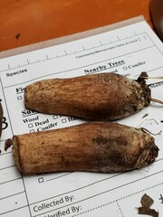 Tylopilus