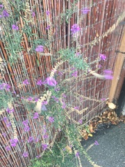 Linaria purpurea