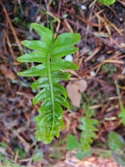 Polypodium calirhiza