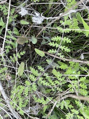 Eucrypta chrysanthemifolia