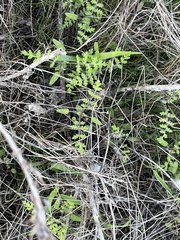 Eucrypta chrysanthemifolia